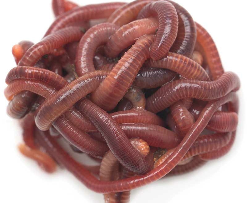 Red Wigglers Worms